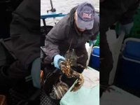 🦞 Oldest Lobster We've Seen! Caught Off Eastbourne Coast