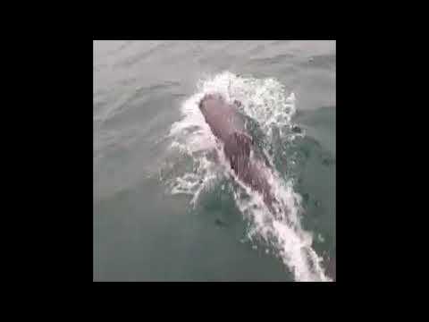 🐬 Dolphins Following Eastbourne Charter Fishing Boat "The Panther"